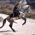 slonka