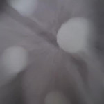 ��� ������ ������