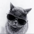 Saidy